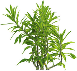Side view of Dracaena Reflexa plant