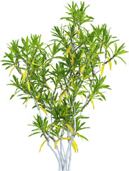 Side view of Dracaena Reflexa plant
