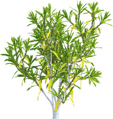 Side view of Dracaena Reflexa plant