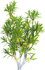 Side view of Dracaena Reflexa plant