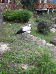 White stork standing on green grass near a wooden house in the countryside. Rural summer nature scene with a wild bird in natural environment.
