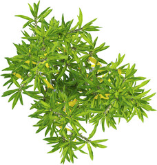 Top view of Dracaena Reflexa plant