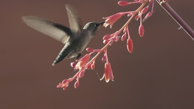 A female or immature male Anna's hummingbird moves from flower to flower along a red yucca stalk in early morning sunlight that shines from behind. 