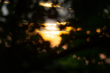 A hazy and blurry picture captures the stunning view of a sunset filtering through the silhouette...