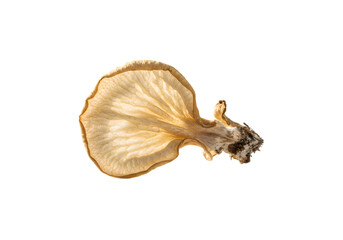 Fototapeta premium Dried Jews Ear Mushroom isolated on transparent background