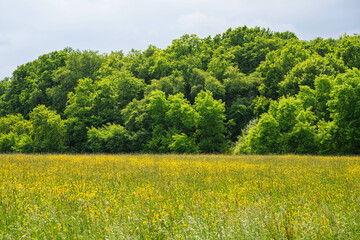 Prairie fleurie au pied d'une forêt verdoyante