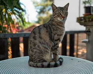 Portrait d’un jeune chat tigré
