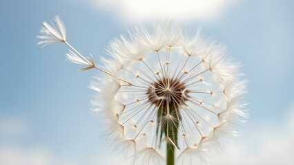 Obraz premium A close-up of a delicate dandelion seed head against a soft blue sky, embodying nature's intricate beauty.