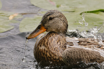 duck in the water