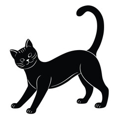 black and white cat