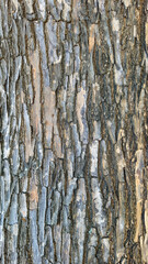 Textura do tronco de uma árvore, vários tons na casca rachada.