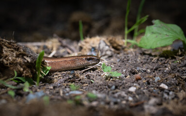 Close-up of slowworm. legless lizard often confused with a snake