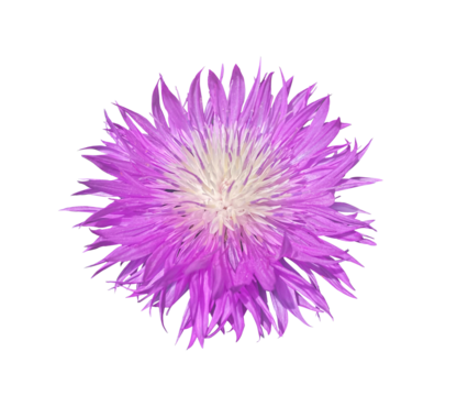 Close-up Purple Cornflower Persian Centaurea Dealbata lilac flower top view. Pink Knapweed isolated on transparent background with clipping path. Floral design element for cards, invitations, posters.