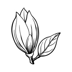 Elegant black and white line drawing of a magnolia flower bud with two leaves isolated on white background isolated on transparent background