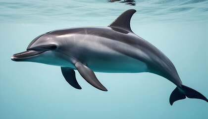 Graceful Dolphin Swimming Peacefully in Clear Ocean Water