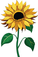 A single sunflower head with a wilted leaf drooping downwards presented as a graphic design element isolated on white background isolated on transparent background