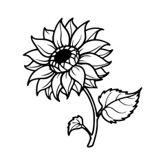 Stylized black and white line art illustration of a sunflower with leaves isolated on white background isolated on transparent background