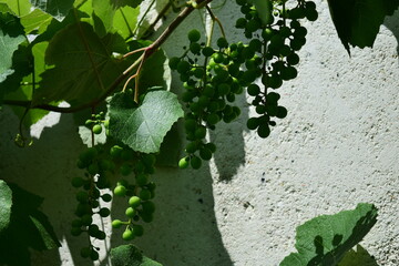 La vigne et ses grappes de raisins