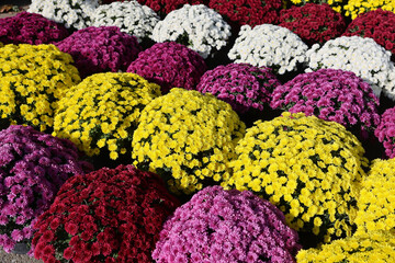 Colorful bushes of Chrysanthemum(Chrysanthemum  grandiflorum) flowers in a flower shop.