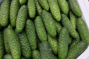 Fresh and appetizing green cucumber presented at a vegetable fair.