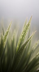 Close-up of green, pointed leaves with water droplets, bathed in soft light and set against a blurred background.