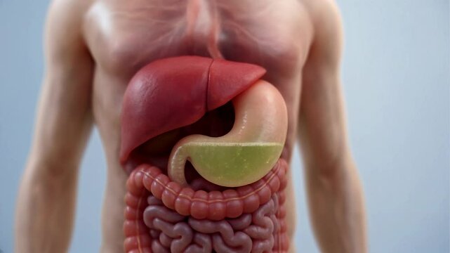 Human digestive system features stomach liver and intestines