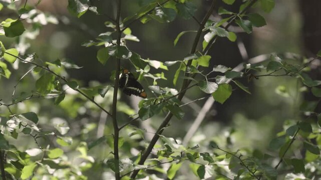 An Arizona Sister butterfly clings to the leaves of a tree for several seconds as the breeze sways the branches in a dappled woodland in the mountains of Southern Utah USA on a summer morning. 