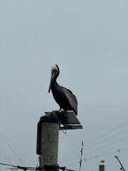 Pelican Perched on Marina Pole Against Gray Sky