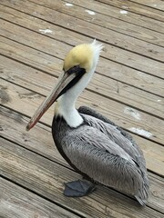 Brown Pelican Standing on Wooden Boardwalk