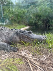 Alligator Resting in Swamp Grass
