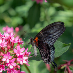 butterfly on flower