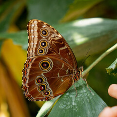 butterfly on leaf