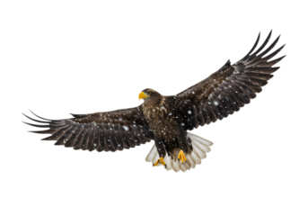 Majestic Stellers Sea Eagle in Flight A Powerful Symbol of Freedom on transparent background