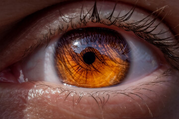 Beautiful female eye in close-up with honey-colored iris details.