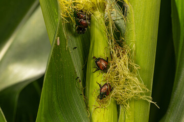 Japanese beetle eating and mating on corn ear. Agriculture insects, pest control and crop damage concept.