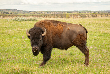 American bison staring directly with tongue out in open field