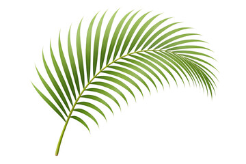 Obraz premium Lush Green Palm Frond Tropical Plant Leaf Illustration