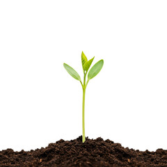 Young plant sprouting from soil new growth nature spring isolated on white background 