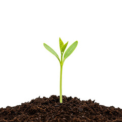 Young plant sprouting from soil new growth nature spring isolated on white background 