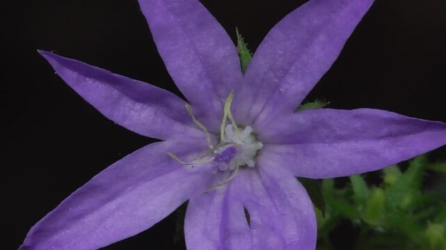 Campanula poscharskyana, the Serbian Bellflower or Trailing Bellflower, Growing by a Stream
