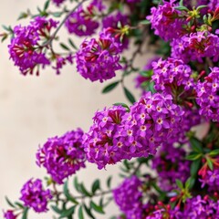 Obraz premium Clusters of vibrant purple Aubrieta flowers bloom densely against a soft, light background, background, design