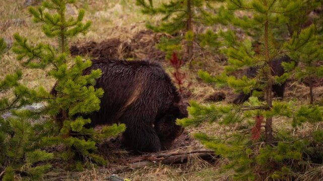 Grizzly bear digging slow motion 