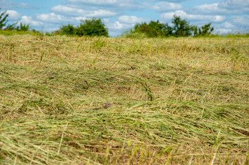 Cut grass lies in a field after haymaking, showcasing a productive day under a bright blue sky and...