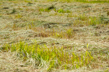 Workers are preparing the field by cutting and drying grass, with patches of brown and green contrasting against the hay