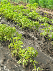 Lush green plants thriving in a wet field, showcasing agricultural growth and fertile soil. ideal...