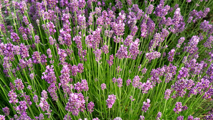 Vibrant lavender field showcasing clusters of purple flowers swaying gently in the breeze, perfect...