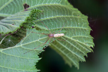 The spider Tetragnatha extensa