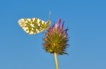 wildlife photos. photos of butterflies in natural areas.