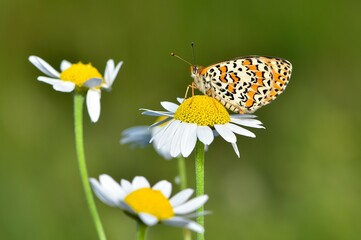wildlife photos. photos of butterflies in natural areas.