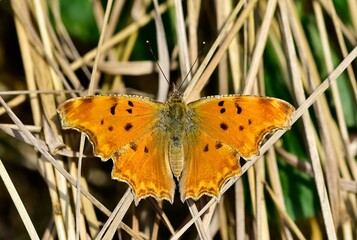 Photos of butterflies and insects.